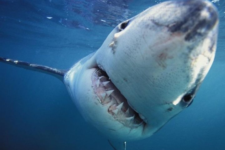 Shark diving tour - Photo 1 of 2